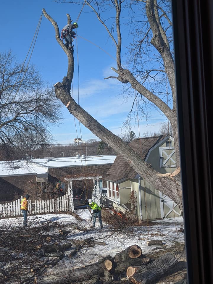 Gold Leaf climber roped into the canopy taking down a large tree above a Twin Cities home